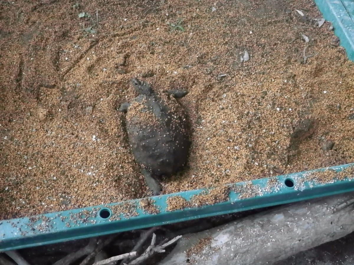 千葉市動物公園 公式 Pa Twitter 子ども動物園のヤギ ヒツジ広場内で飼育しているニホンイシガメが 産卵用 の穴を掘っているのを発見 イシガメは産卵期に何度か試し掘りをしてから産卵することが知られています 果たして生むのか 期待が膨らみます Ces