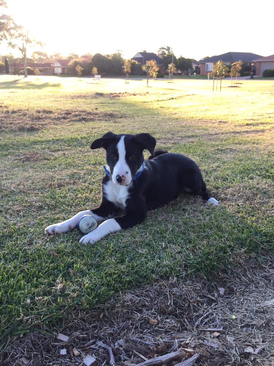 Rushy22's tweet photo. No 1 canine supporter @LAClippers #checktheball #canplayguard https://t.co/enPGpsOupe