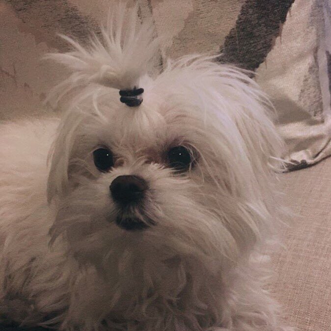 BeachPlease801's tweet photo. Dolce can't keep her hair out of her eyes; grooming appointment isn't for another week; problem solved! 
#shehatesme
#petparentissues https://t.co/EqcgUdjy1L