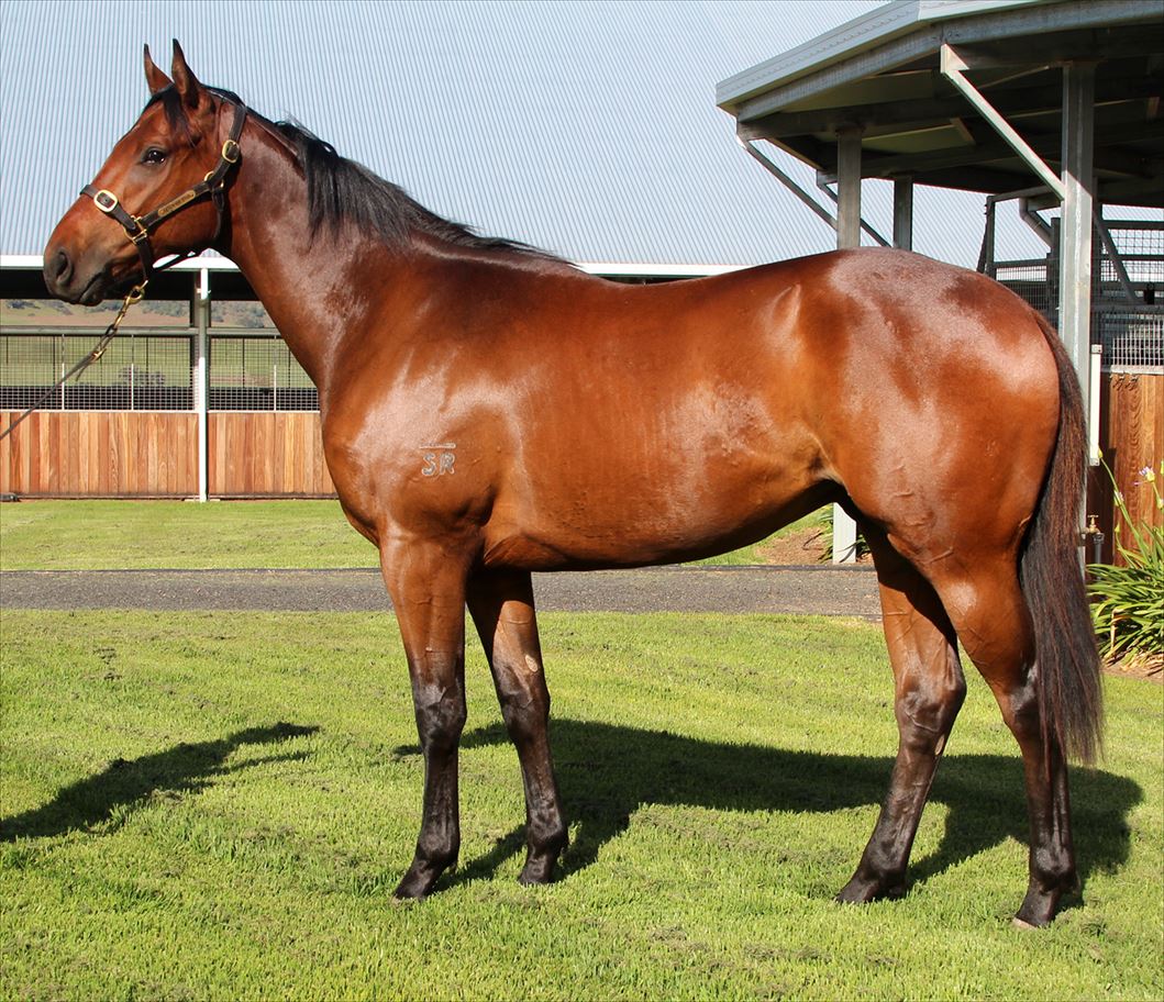 SegenhoeGroup's tweet photo. @SegenhoeGroup runner #Weston salutes @WyongRaceClub for @RoblRacing after leading all the way. Congrats to connections #farmonfire https://t.co/qazjMFweB8