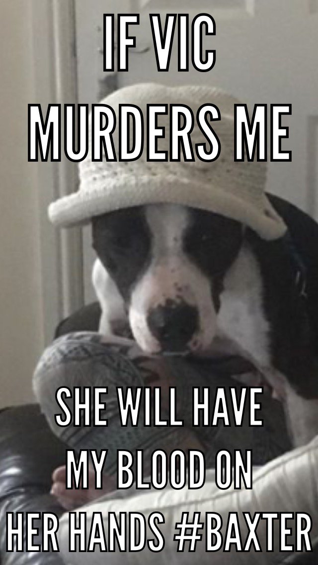 Sallycrocker17's tweet photo. #savebaxter #bulliehaven #deniedvetcare #killinganinnocentdog #bloodonyourhands https://t.co/6uvDaPZ7d9