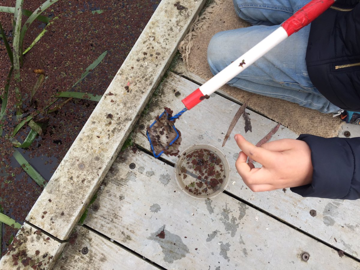 bnwps_celia's tweet photo. Water beast hunting @ Latrobe university wildlife santury https://t.co/Olcipi54q9