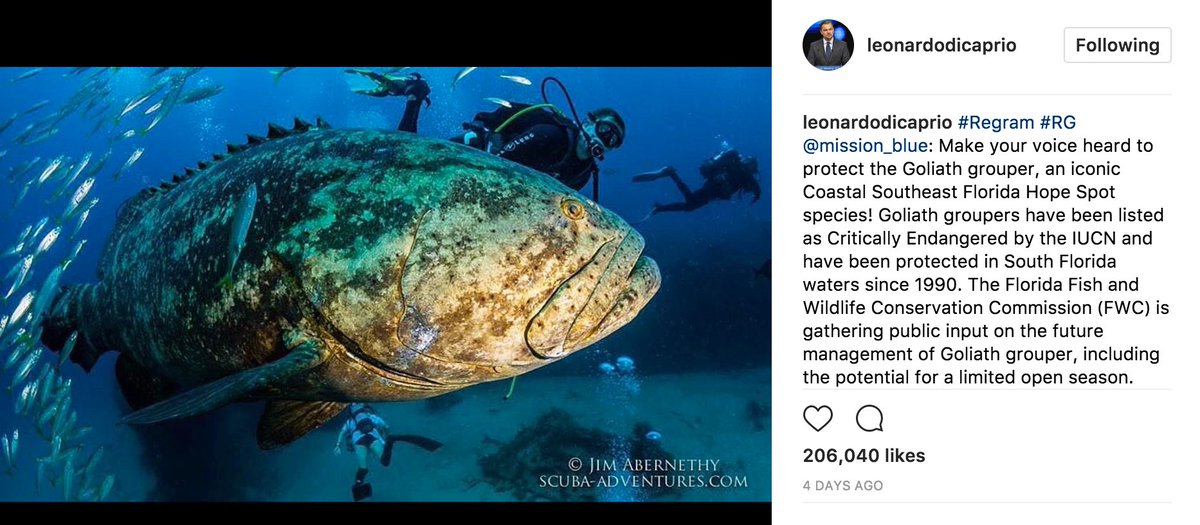 SylviaEarle's tweet photo. @LeoDiCaprio You are the best! Deepest thanks for supporting our #MissionGoliath! Extinction if forever. https://t.co/dcaB6psvig https://t.co/3ZSXIr9lOd