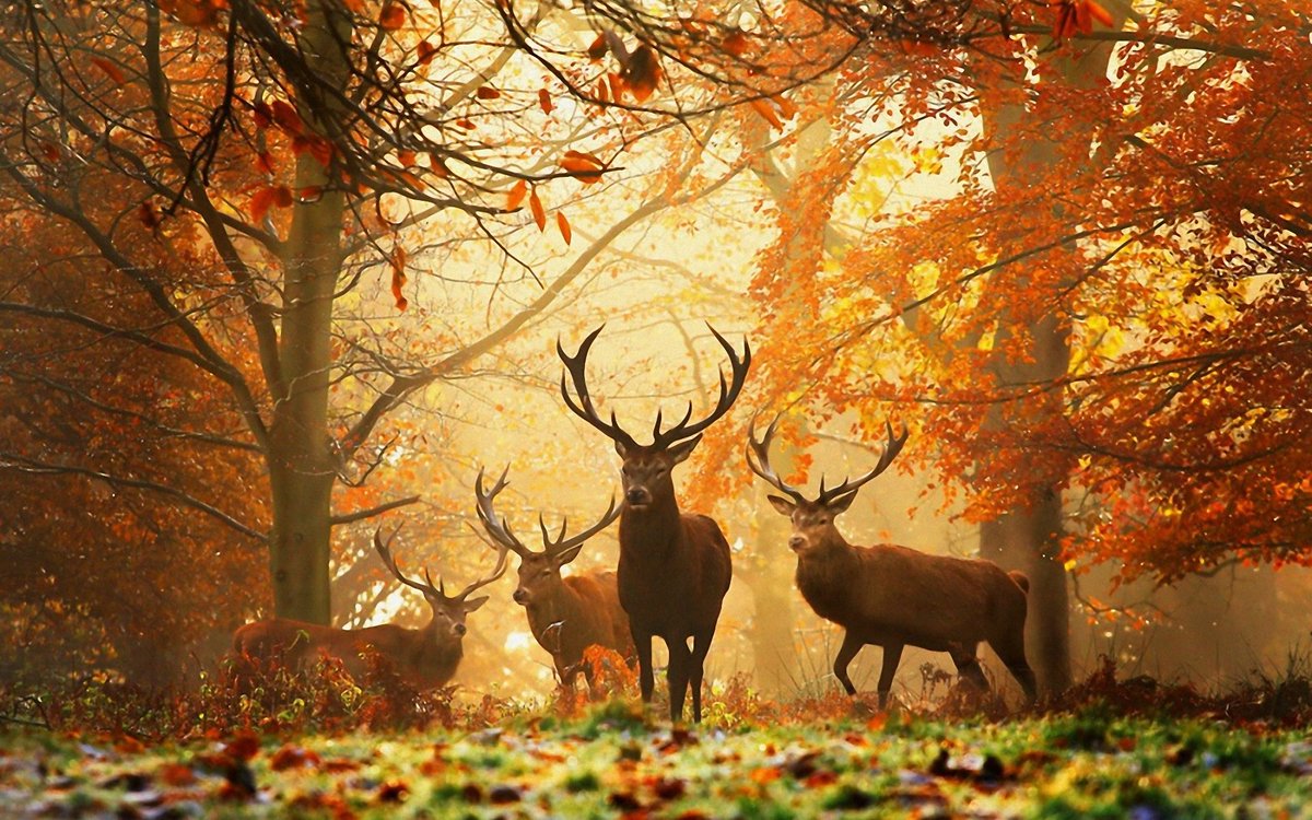 wallhdbg's tweet photo. @wallpaperguides
#wallpaper #hdbackground #animalbg #lockscreenwallpaper #homescreen #qhdwallpaper #neonwallpaper
https://t.co/WbK0V2PvHw https://t.co/Ulm2GAAVCc