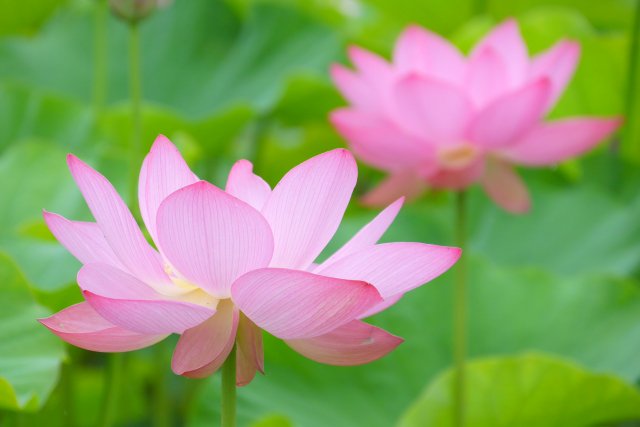 アルビオン Albion 公式 おはようございます 今日の誕生花は ハス 花言葉は 清らかな心 です 泥水の水面でも 心が洗われるような花姿を見せてくれるハス 私は 根の蓮根も大好きなんですけどね ˊ ˋ ｼｬｸｼｬｸｼｬｸ 誕生花 花言葉