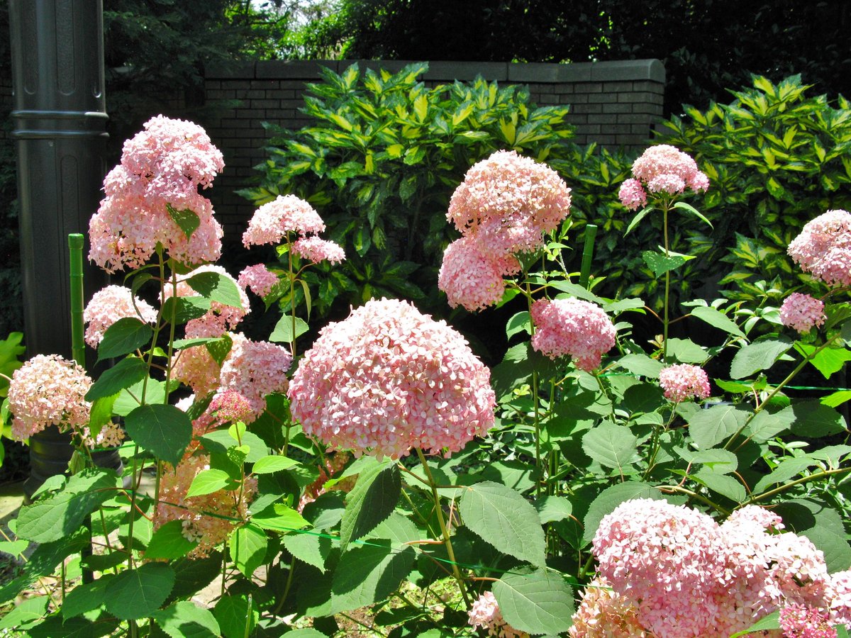ハマの気分障害おじさん アメリカ山公園にて アメリカアジサイ ピンクアナベル の花 紫陽花も色々な 種類がありますね アメリカ山公園 公園 アジサイ ピンク 花 花々 紫陽花 色々 種類 横浜 Flower Park Yokohama T ハマの気分障害おじさん アメリカ山公園にて アメリカアジサイ ピンクアナベル の花 紫陽花も色々な 種類がありますね アメリカ山公園 公園 アジサイ ピンク 花 花々 紫陽花 色々 種類 横浜 Flower Park Yokohama T