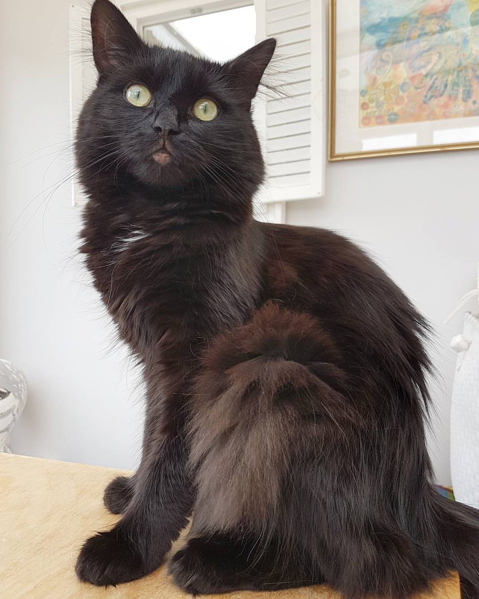 PetsLocated's tweet photo. Black Cat lost in High Barnet (EN5) on 25th June 2017 #lostcats #lostpets https://t.co/ThyzAN0tTe https://t.co/WOBljfii55