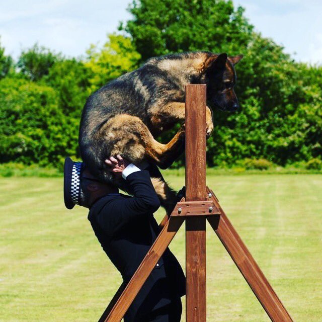 Caption competition with our <a href="/PoliceDogDorset/">Dorset Police Dogs</a> 🐶 colleagues: