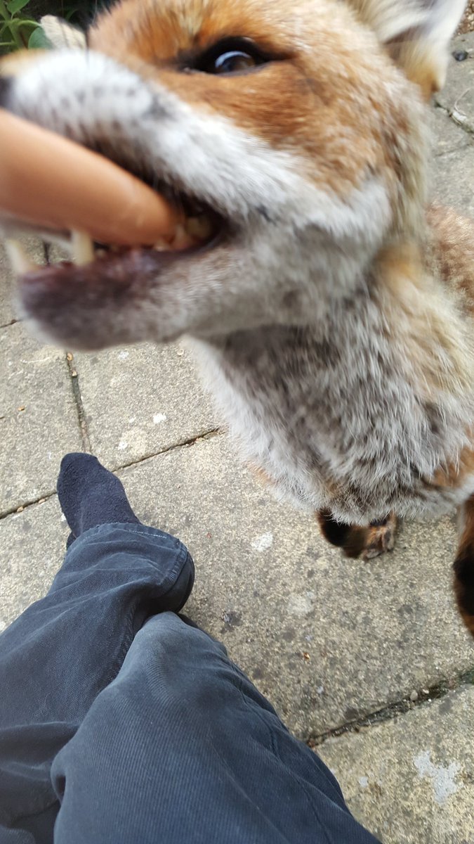geraintgriffith's tweet photo. Sitting in a garden, feeding hotdogs to a fox, and enjoying my holiday. https://t.co/BdMwSatcWD
