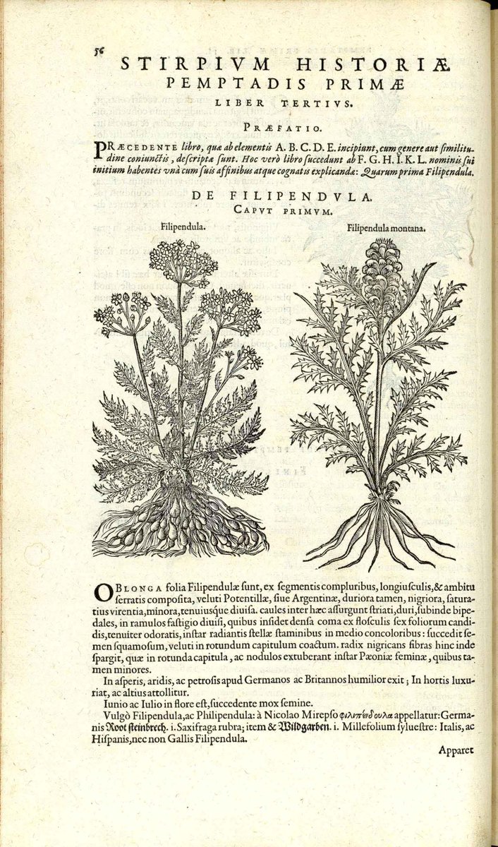 Biblioteca_RJB's tweet photo. #TalDiaComoHoy nace R. #Dodoens, #botánico flamenco autor de "Stirpium historiae pemptades sex",1583 https://t.co/iwB0Ogpliy @RJBOTANICO https://t.co/QXDMIIQQ05