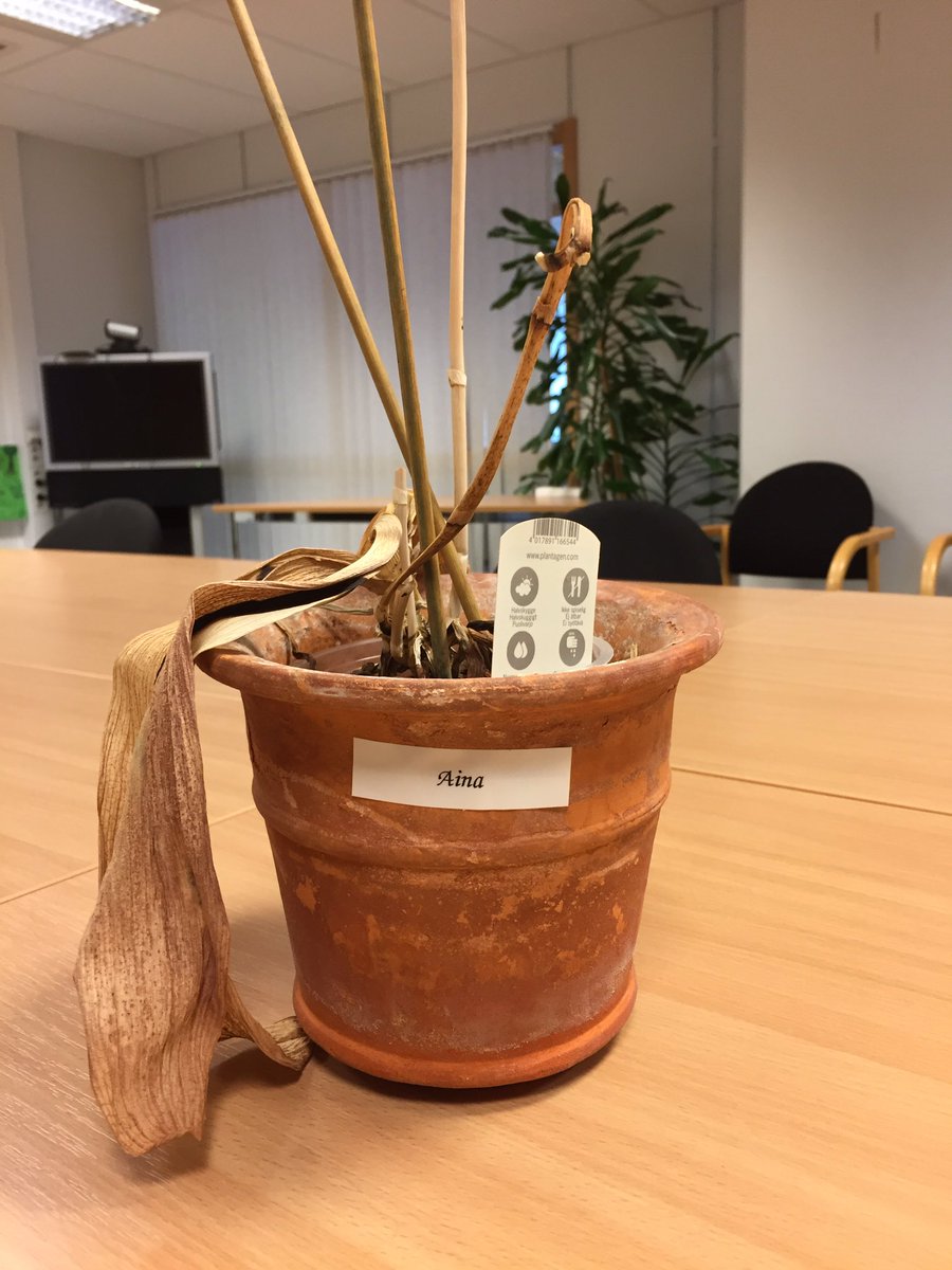 AtleDanielsen's tweet photo. Sommer på @udfoslo kontoret @AinaAnder har overført ansvaret for sine blomster til sommeranvarlig #storeforventninger #nyttlivavdaudegror https://t.co/w7HaJhYlfH