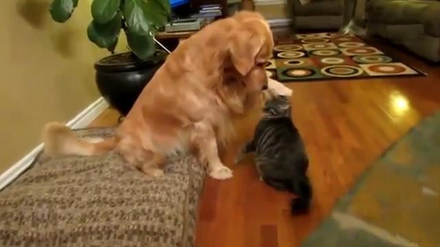 UNINN_Student's tweet photo. When they haven't seen each other for a long time. #dog #cat https://t.co/8kS0BKP2kb