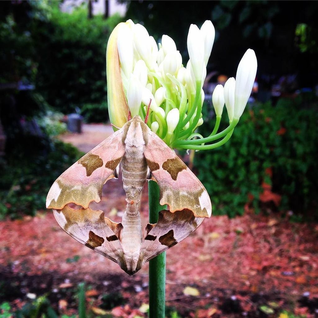 ADPSANTIQUES's tweet photo. Hawk-moths in love #doingthewildthing #gardenlove #agapanthus #naturesbeauty #wildlife #extraordinarysight https://t.co/NOqiV69xXu https://t.co/5HY7NAsjAe