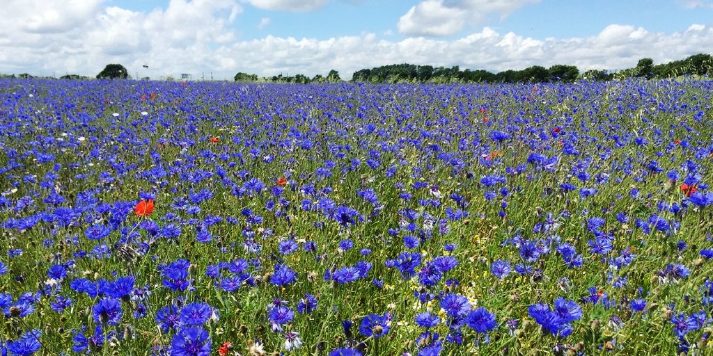 NE_WestAnglia's tweet photo. #CommutewithaView #Cornflower site next to #M25 in Higher Level Stewardship #Hertfordshire - largest provenance site in England (12-16ha) https://t.co/Ddzx0IGG9E