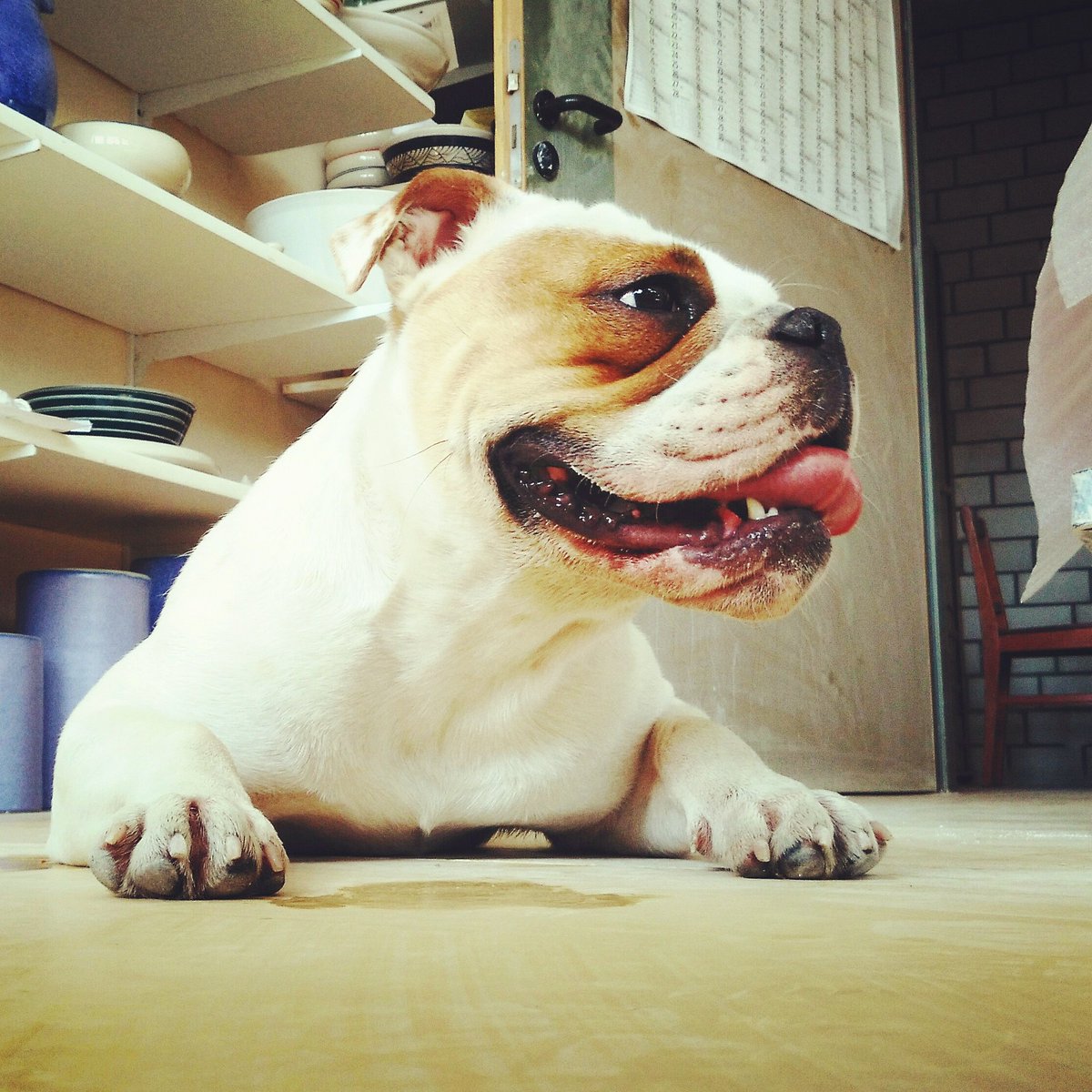 MathiasLoock's tweet photo. Betty in der #Töpferei
https://t.co/zAWYAE514U

#continentalBETTY #continentalbulldog #bulldog #pottery #dog #bettywhiteofblacksheep https://t.co/g6oFKnxsxm