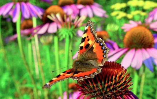 august_tv's tweet photo. Meer vlinders in de tuin? Plant dan deze nectarrijke planten en bloemen: https://t.co/FCTXXCl8IR. Mooi én goed voor de vlinders. https://t.co/2tRSgeLUk1