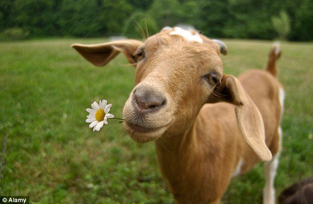 Meltdownchester's tweet photo. Lets get the word out. Like and share the GOAT and I'll pick someone out for a freebie. #staymelty 🧀🧀 https://t.co/xZrPCf6oNe