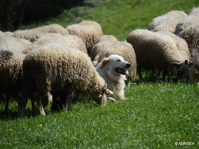 Dossiers: #Herdenschutz-Hunde auf Alpweiden – Tipps zum korrekten Verhalten ow.ly/mSms30d1Mi7 #Wanderung