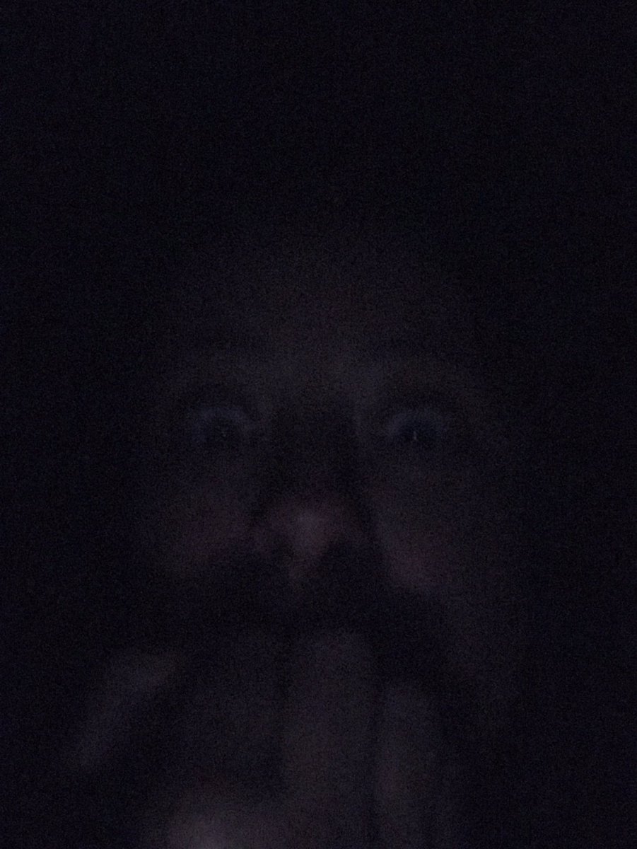 Hiding in the bush@greataussiebushcamp