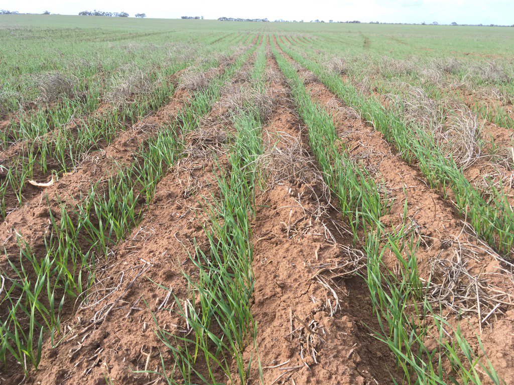 rick_rundell's tweet image. #pairedrow #scepter #sakura challenging in heavy soils #clods #coulter helps see pic @grassrootsag