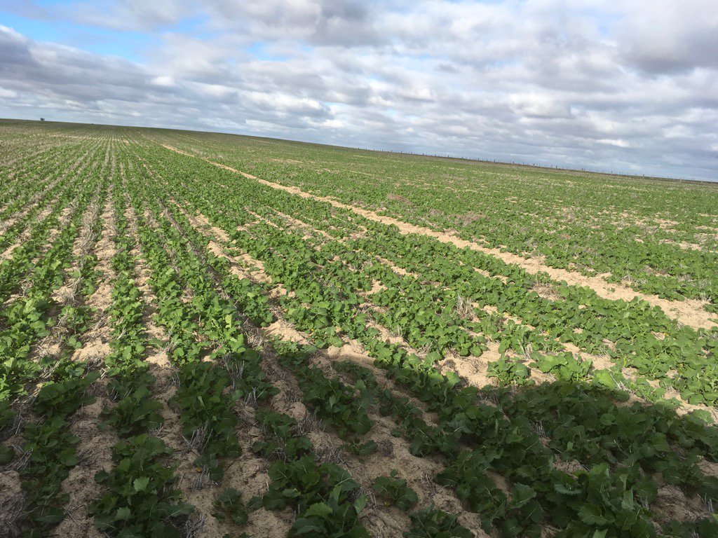 rick_rundell's tweet image. #pairedrow #clcanola #hybrid #competition @grassrootsag