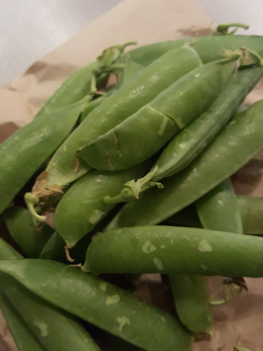 YorkFoodFest's tweet photo. Morning York! It's cod, fresh peas and sweet potato for today's ready steady cook live in @Shambles_Market from 11:30 @theyorkbid https://t.co/EEuaRNklIF