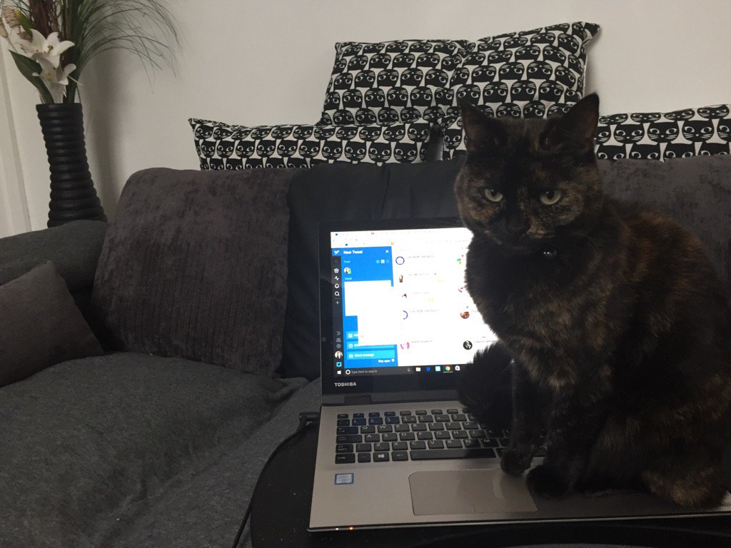 Cats On Laptops (catsonlaptops) Twitter