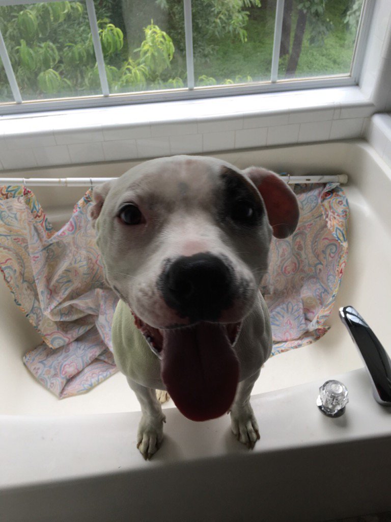 lburdick_26's tweet photo. Look at my new tub! #bubblesplease #soakwithaview #lifeisgood https://t.co/aM8NQIAaSF