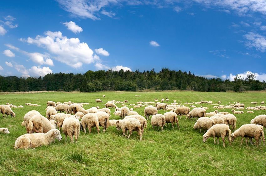 Sainsbury's switches to 100% British lamb next month - well done <a href="/sainsburys/">Sainsbury's</a> - take note <a href="/Tesco/">Tesco</a> &amp; <a href="/asda/">Asda</a>: #buybritish farminguk.com/News/Sainsbury…