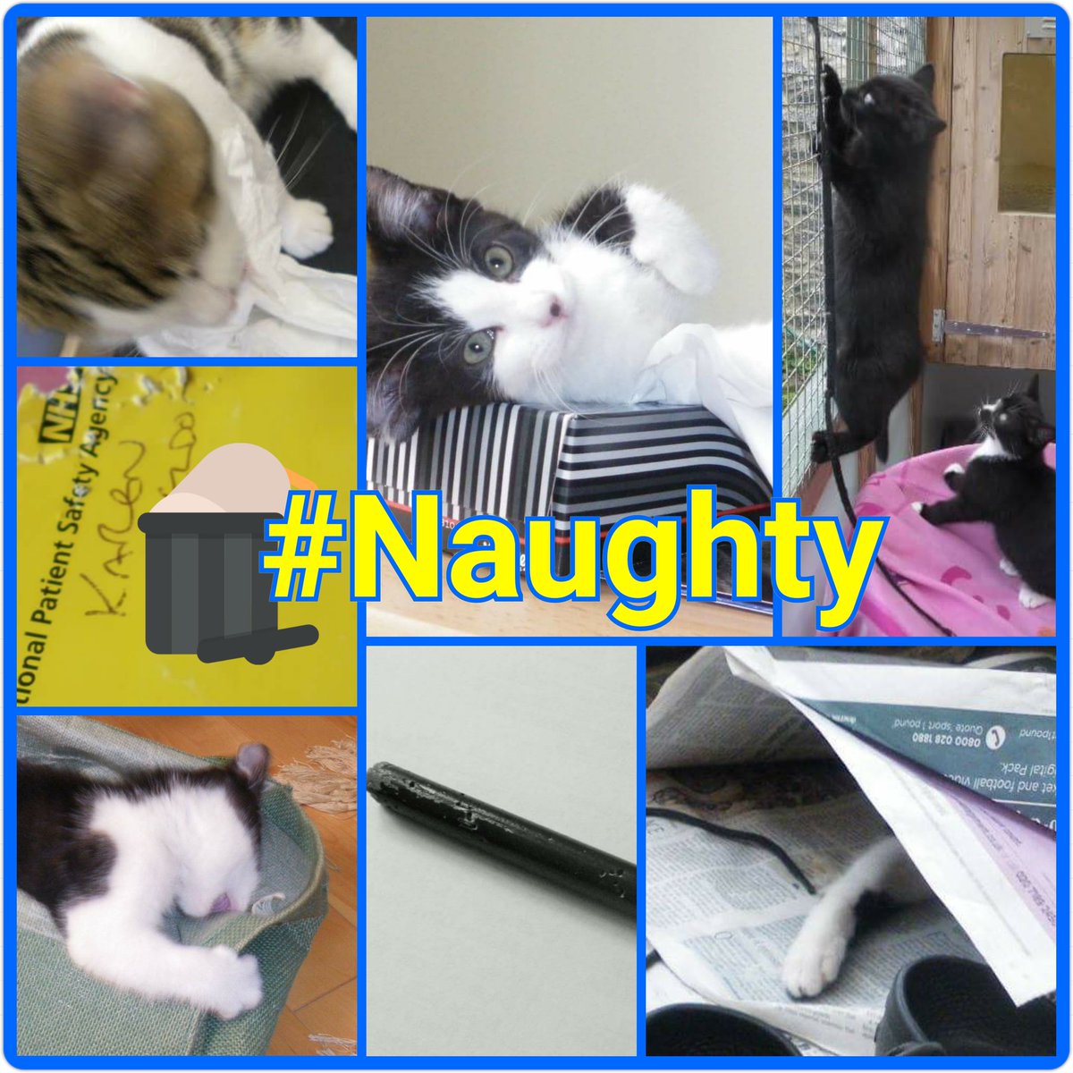 #kittens are #cute but #trouble ! #giveanadultachance adopt a #maturemoggy #AdoptDontShop #Sleaford #cats #adult
m.facebook.com/story.php?stor…