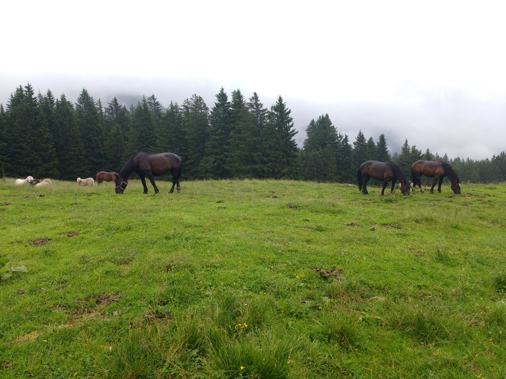 Blogmamma's tweet photo. La natura è questa: cavalli e pecore libere al pascolo a #patascoss circa 1500mt. @VisitTrentino #visittrentino #unamontagnadiavventure https://t.co/aOOgChAcIf