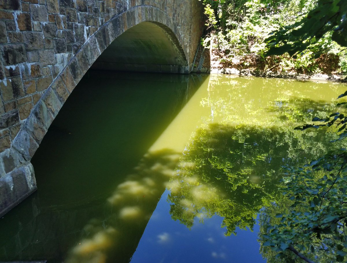 MysticMyRWA's tweet image. Algae bloom in the Mystic River, caused by nutrient pollution. MyRWA is monitoring nutrients &amp;amp; pushing for regional change!