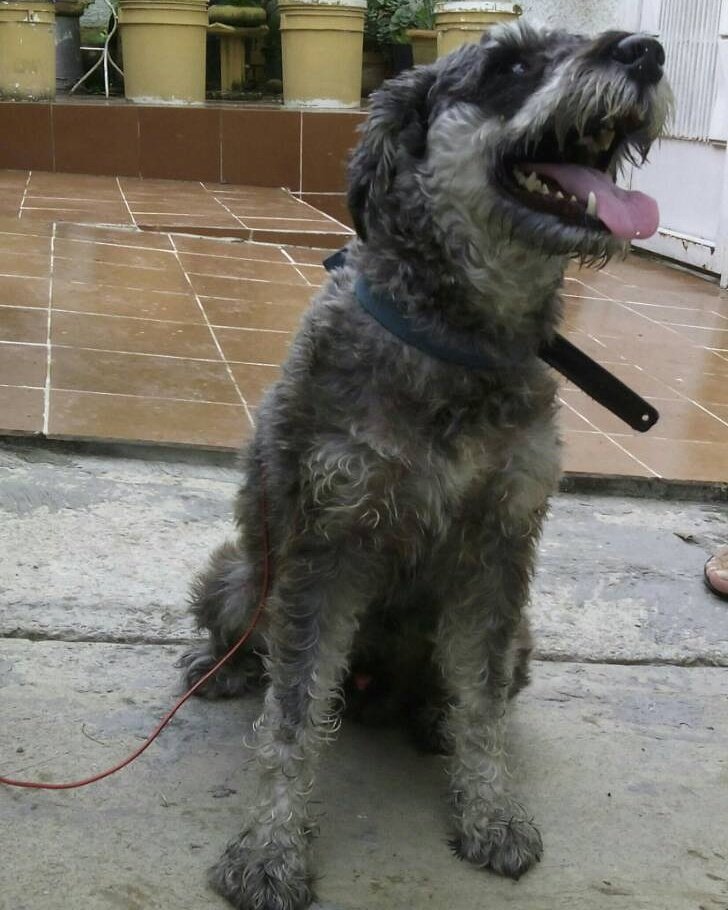 Mariana_rh's tweet photo. @fundapegate @trafficLARA @SOSRescAnimal encontré a este peludo x valle hondo Cabudare se busca a su dueño. https://t.co/6i1eoM4183