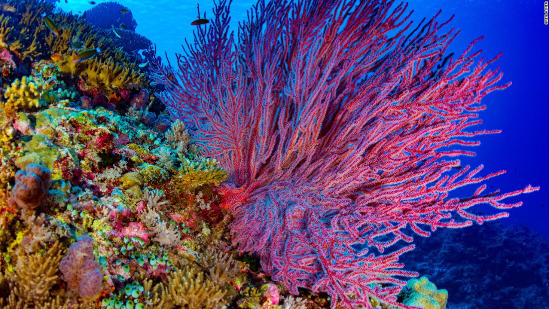 Большой барьерный риф австралия. Голубой коралл. Красное море красивые фото под водой. Коралловый риф. Риф раджа ампат.