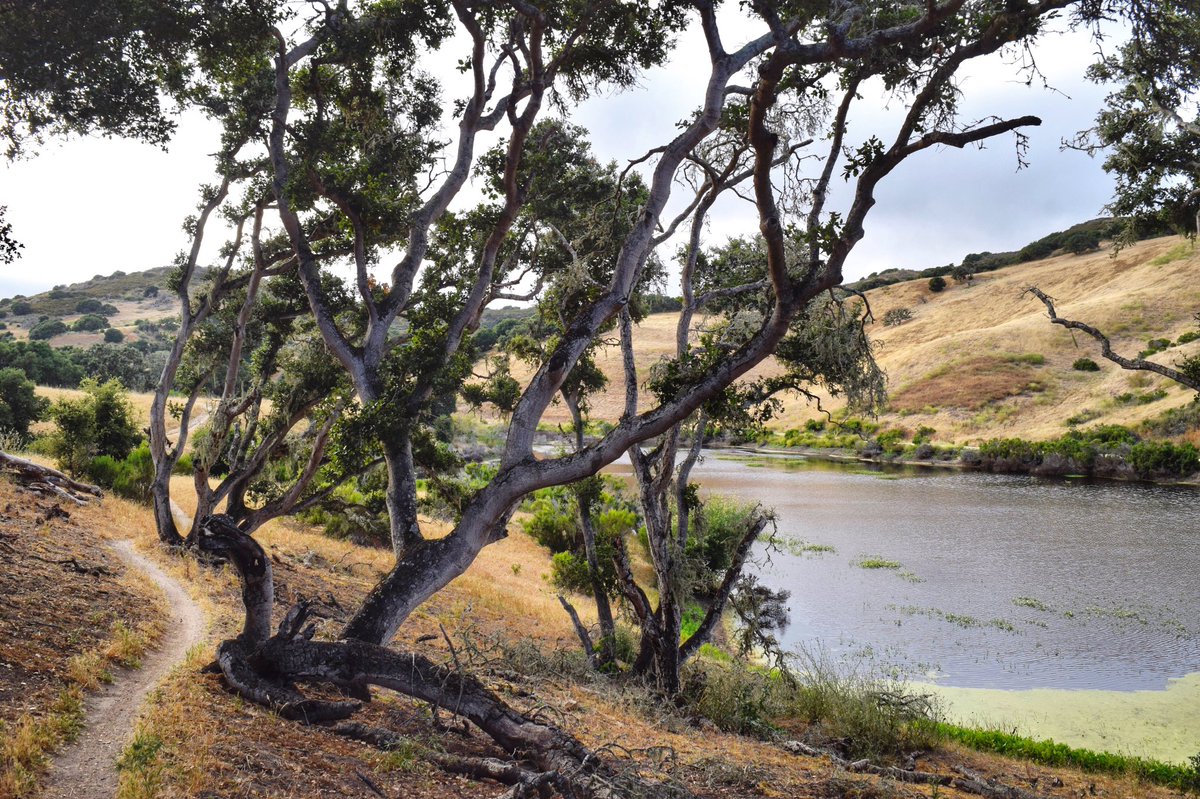 VisitFortOrd's tweet photo. Because of the wet winter &amp; spring, #FortOrd's vernal pools are still full &amp; teeming with life 📸: Eric Palmer via https://t.co/SRVqgy84Ih https://t.co/42RX8BqcDP