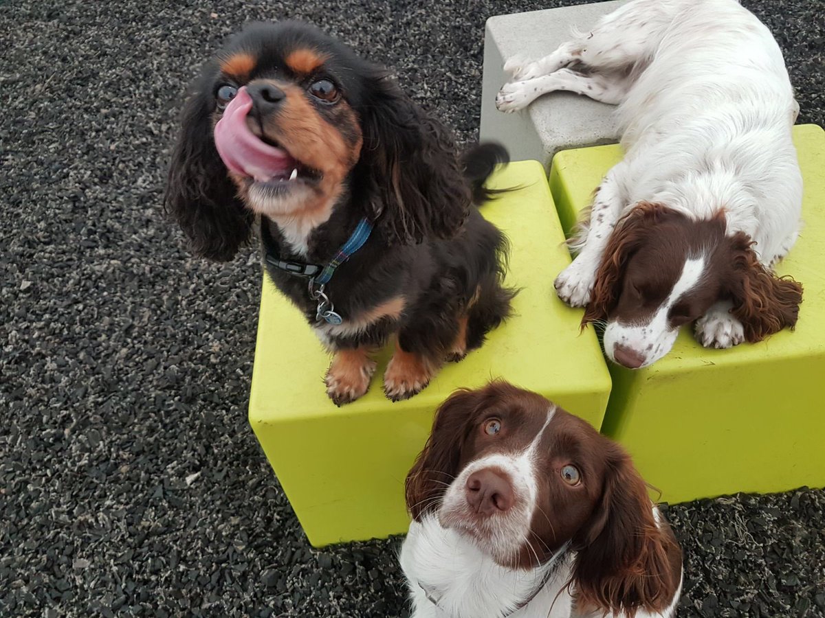 lolasplacewoof's tweet photo. Spaniels rule ✌️🐾🐶 #spanielkindaday #spanielsoftwitter https://t.co/SRa3g9EQp9