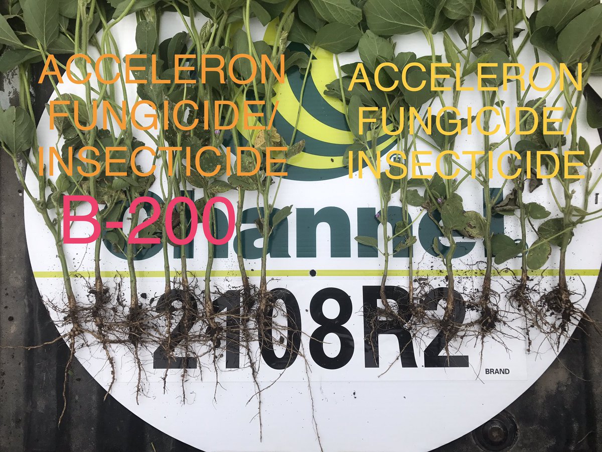 @MonsantoBioAg B-200 side by side on <a href="/ChannelSeed/">Channel Seed</a> 2108 looking like a great investment!! 💰🌿💰🌿💰#FCUS #smsaw <a href="/NickMuller15/">Nick Muller</a> @SlyMonBA