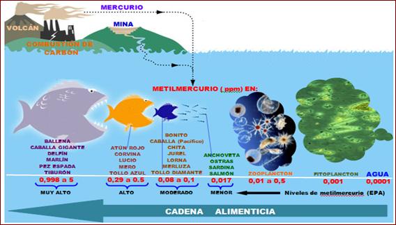 SOSAmazonas on Twitter: "La cadena de peces contaminados con mercurio, metal esencial en extracción de oro. ¿Y adivinen quien es el final? https://t.co/pa6sdxMEg9" / Twitter