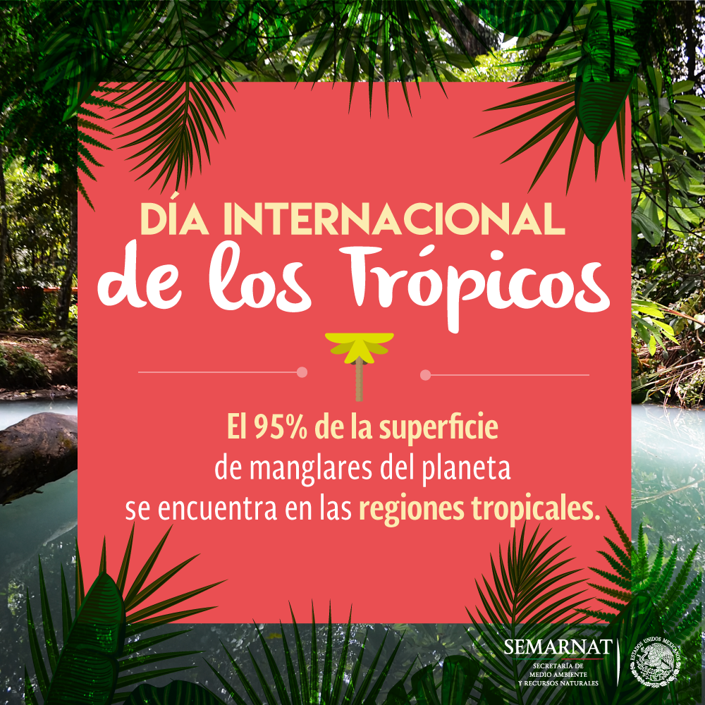 SEMARNAT_mx's tweet photo. Es #DíaDeLosTrópicos. Albergan casi el 80% de la diversidad biológica del mundo. Al 2050 según @UN serán el principal hogar de las personas. https://t.co/ljX1TZmRyY