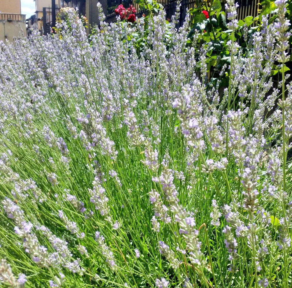 MAF_Firenze's tweet photo. Procedono i lavori di rifacimento del portone d'ingresso su piazza SS. Annunziata. Intanto, in giardino, è il momento della #lavanda! 😍💜 https://t.co/aaWHbzsOm7