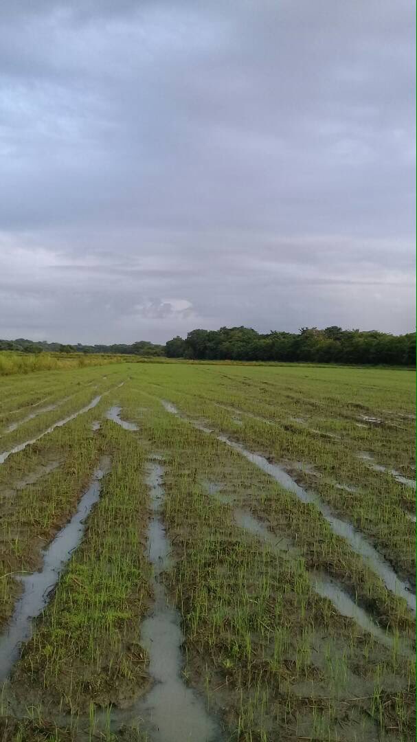 agroinproa's tweet photo. Nos acercamos a la meta. Evaluando bien temprano la germinación, variedad payara ubicación uveral. https://t.co/jhgFk2V6wd