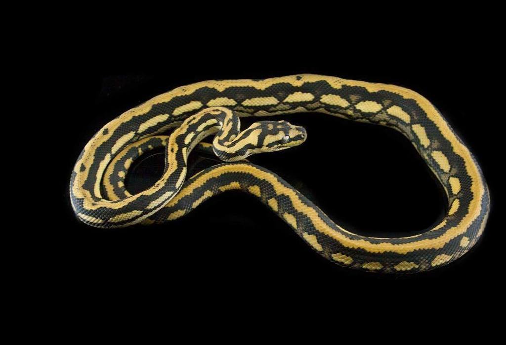 Moreliapython's tweet image. Tiger carpet python. #carpetpython #stripedcarpetpython #tigercarpetpython ift.tt/2tsAmv7