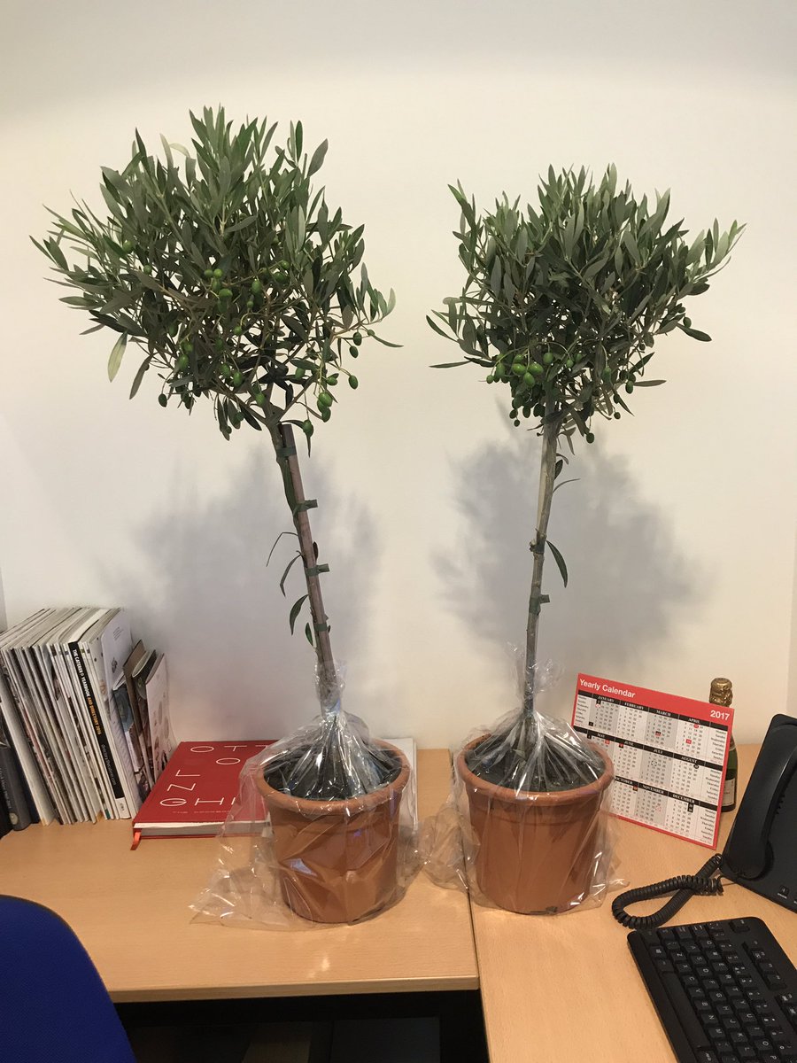 ajm_81's tweet photo. Thanks Mark & team @3Starveg getting olive trees for our function today, going above & beyond!!!!!
#lastminutenoproblem๐ https://t.co/dBk82Fr3kL