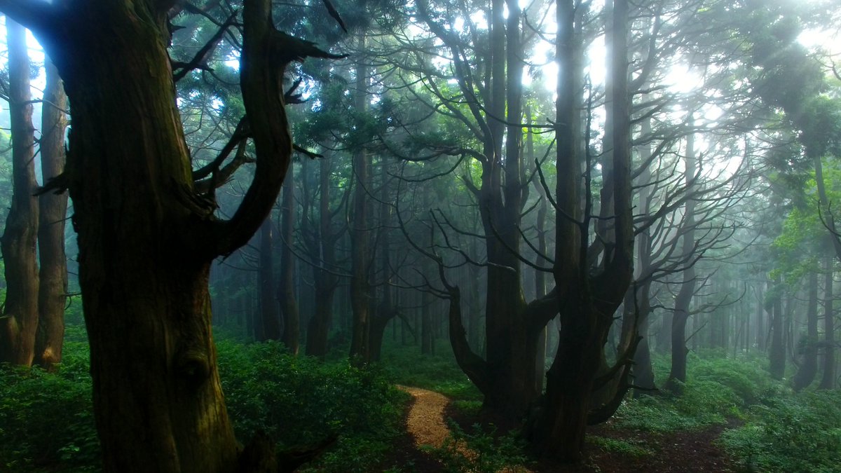 優遊 山形県最上郡戸沢村の幻想の森の写真です とても 趣のある古代杉です 戸沢村 幻想の森 最上川 山形県 優遊 山形県最上郡戸沢村の幻想の森の写真です とても 趣のある古代杉です 戸沢村 幻想の森 最上川 山形県
