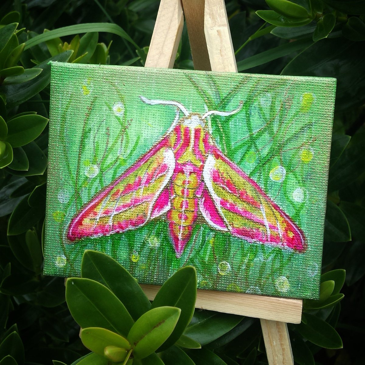 A mini canvas (only 8cm long) of a lifesize #elephanthawkmoth - #acrylics & gold ink #moth #painting #nature #picoftheday #art #30DaysWild