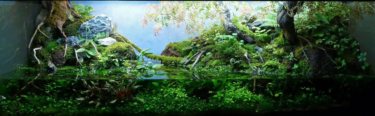 AndyByers21's tweet photo. Aqua Rebell prototype natural #riparium A truly stunning eyecatcher #aquascape #aquarium #plantedtank https://t.co/eLGqs89wbH