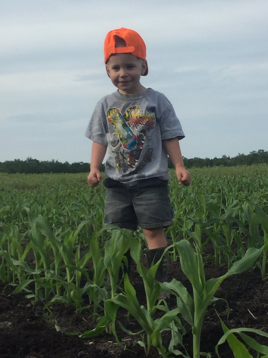 Found some corn that was "knee" high before July 1 !!