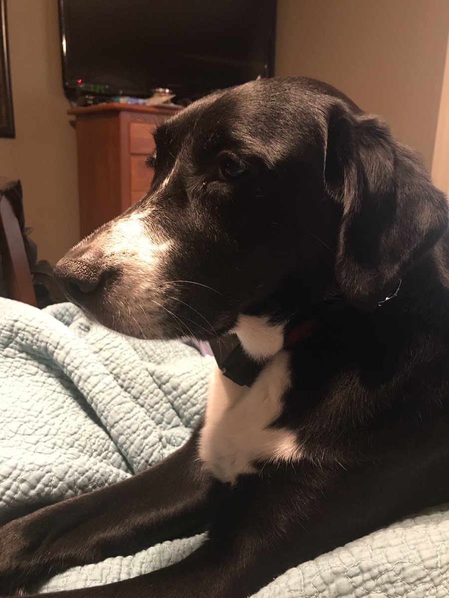 ashleedgiles's tweet photo. Evidently when I've been alone with Belle for two days, her name becomes a high pitched version of the Lego movie gun fight. #pewpewpew https://t.co/dlNNkiM2Ne
