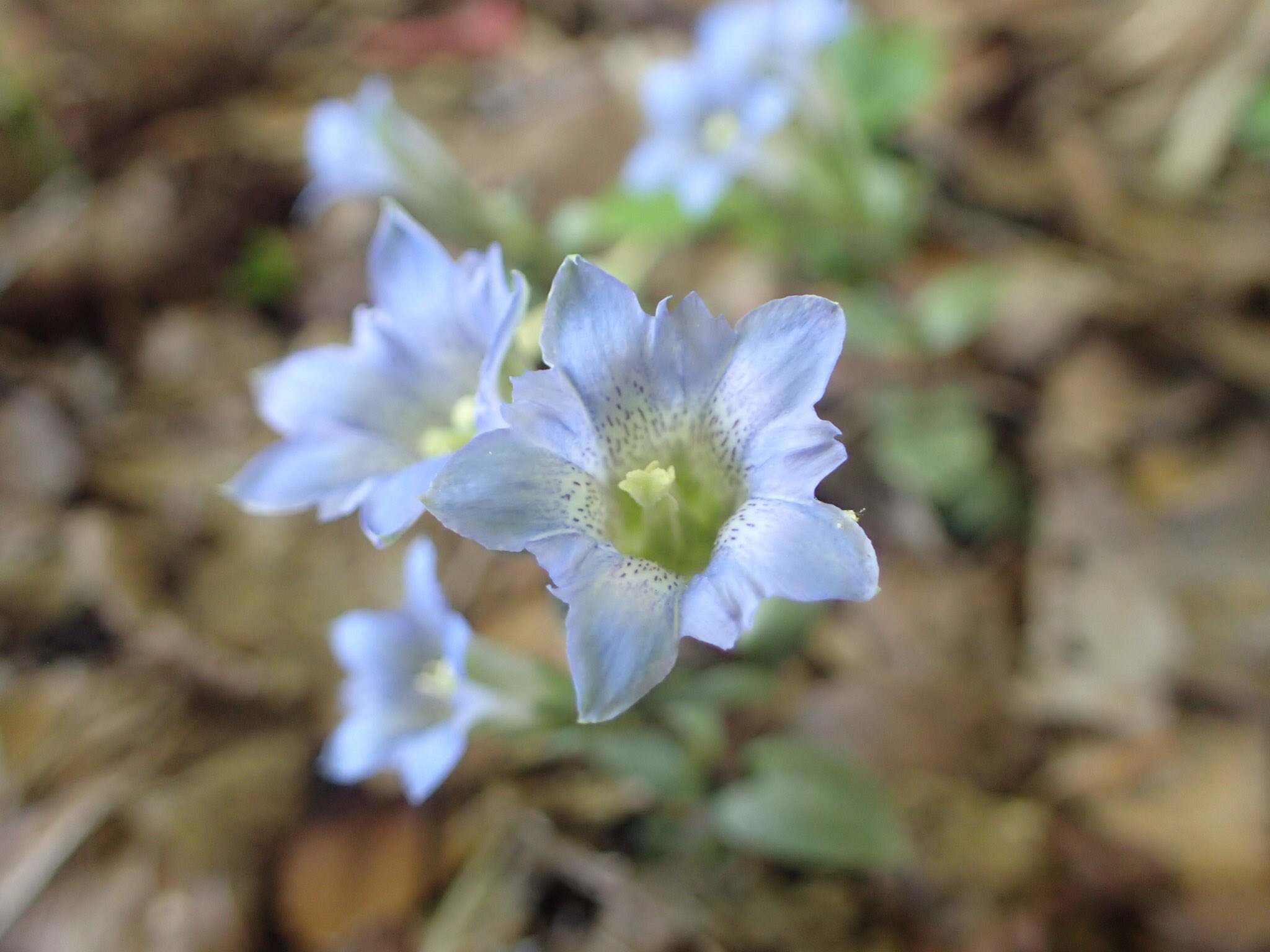 広島の生物 フデリンドウ リンドウ科 吾妻山 05 日当たりの良い山野に見られる多年草です つぼみの形を筆の穂先に見立ててフデリンドウ 筆竜胆 と名付けられたそうです フデリンドウ によく似ており 根元にロゼット状の葉がついていたらハル