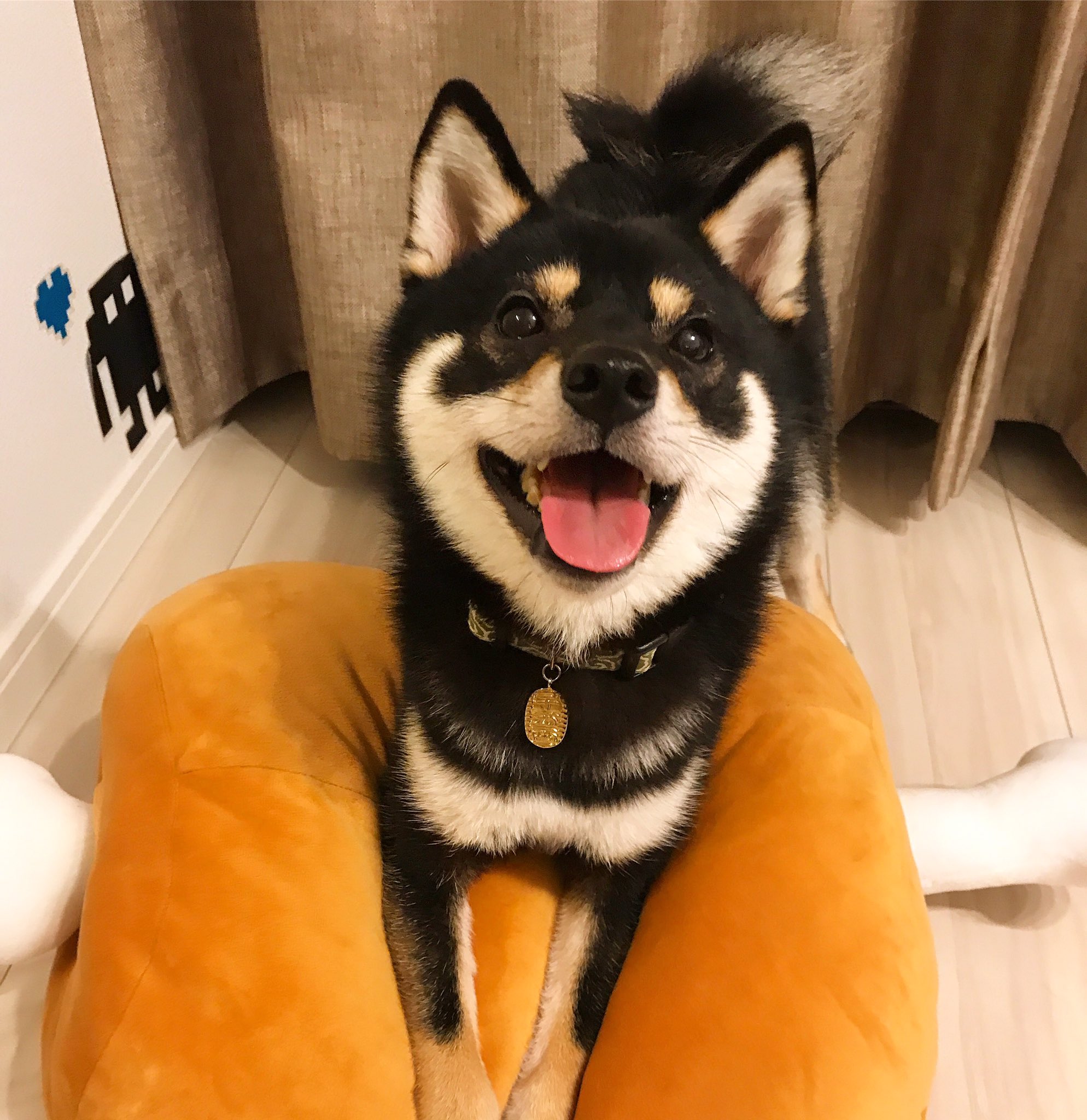 توییتر 柴犬まめ丸 در توییتر 今日は肉の日 今日はおにく の日だから おにくもらえたよー おにくの日 ってさいこー 柴犬 豆柴 黒柴 柴犬まめ丸 まめ丸肉の日 肉の日 T Co Mzc7x8ff5j T Co 3drddvkiqf